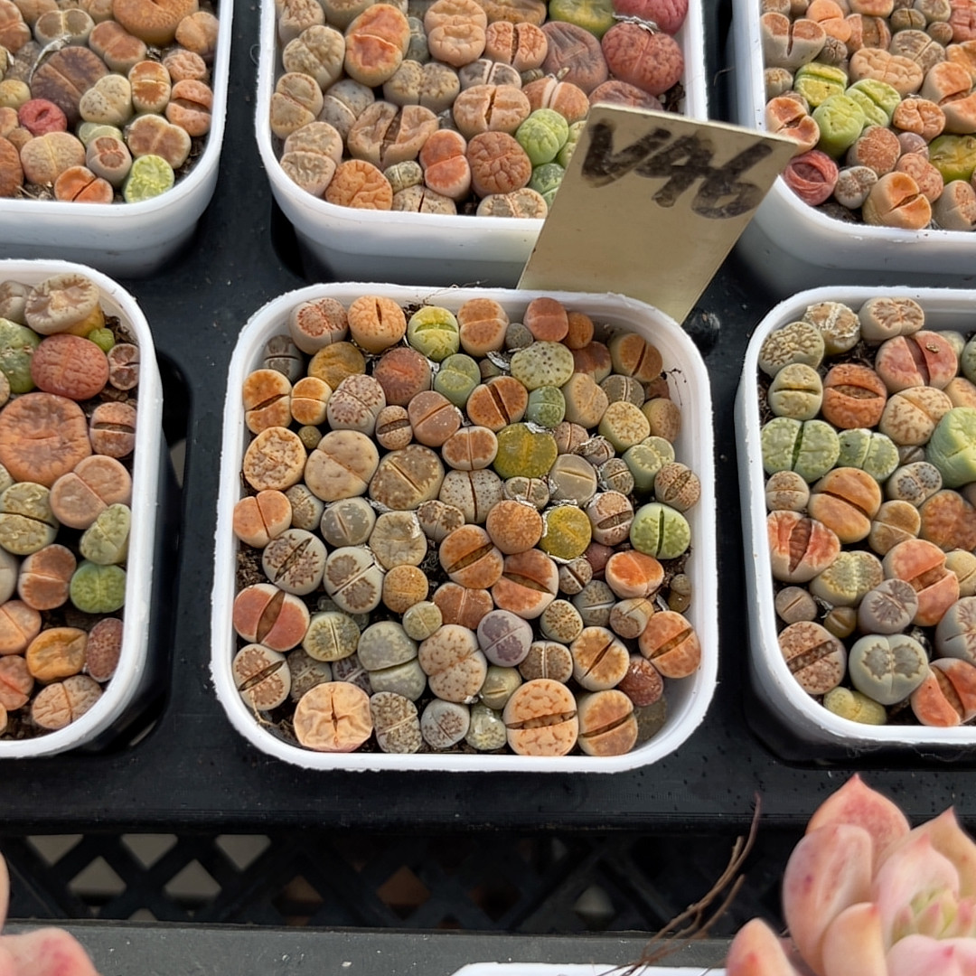 生石花5厘米的盆,鲜花速递/花卉仿真/绿植园艺,多肉植物,淘宝优惠券,粉丝福利购,淘宝优惠卷