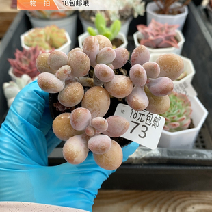 盆 桃蛋6厘米
