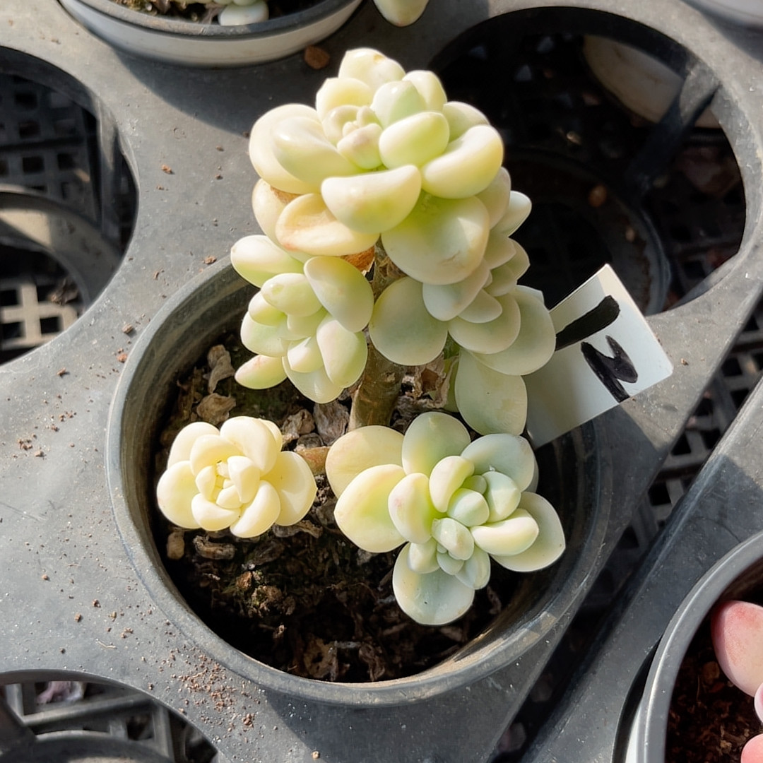 劳尔锦8厘米的盆，脱土发货，,鲜花速递/花卉仿真/绿植园艺,多肉植物,淘宝优惠券,粉丝福利购,淘宝优惠卷