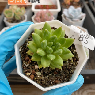 盆 甲骨文6厘米