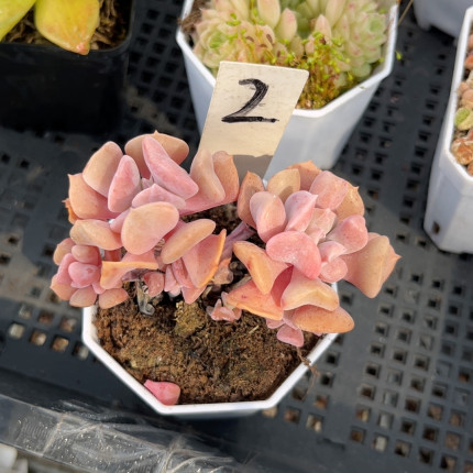 雪精灵7厘米的盆，脱土发货