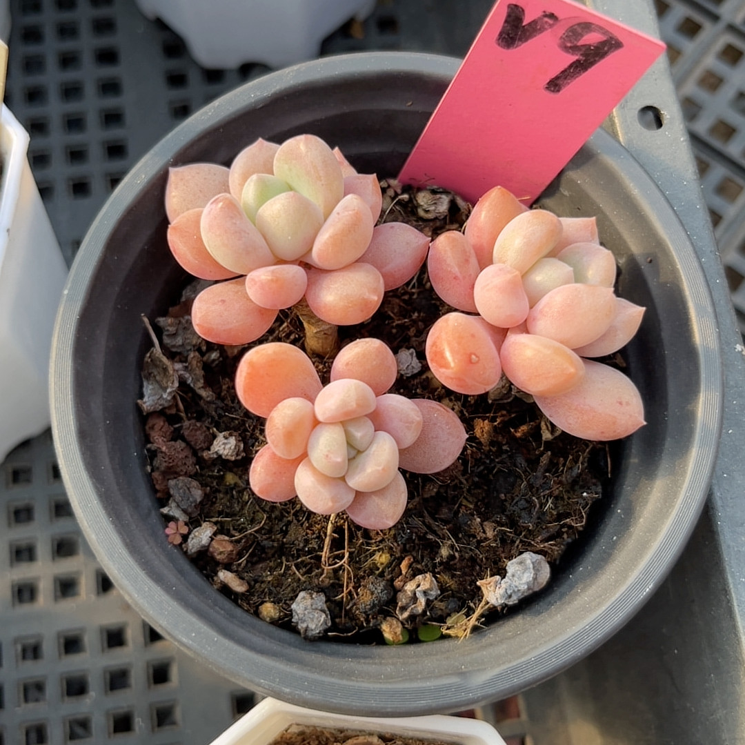 粉白鹭8厘米的盆,鲜花速递/花卉仿真/绿植园艺,多肉植物,淘宝优惠券,粉丝福利购,淘宝优惠卷