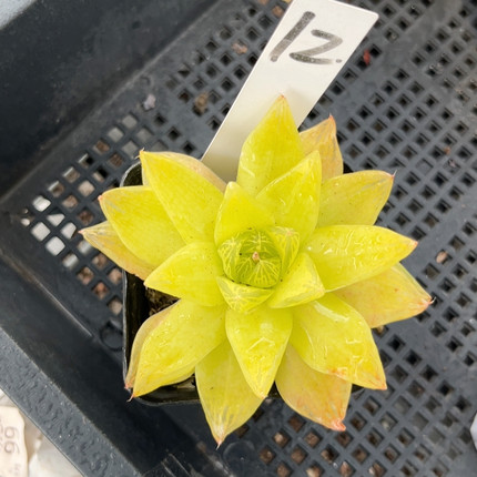 黄金凝脂菊7厘米的盆