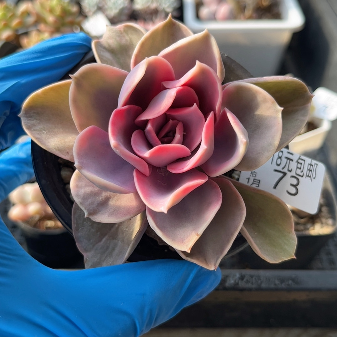 彩虹8厘米的盆,鲜花速递/花卉仿真/绿植园艺,多肉植物,淘宝优惠券,粉丝福利购,淘宝优惠卷