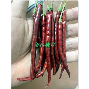 丘比特丘北椒辣椒种子春秋四季阳台盆栽蔬菜种籽朝天椒小米辣椒孑