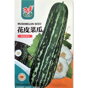 花皮菜瓜种子香酥脆瓜种籽早熟高产阳台大田盆栽水果黄瓜种子苗秧