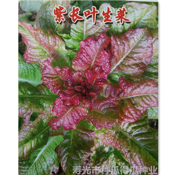 种孑紫色四季盆栽奶油生菜