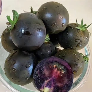 【真正的黑番茄种籽】瀑布小番茄西红柿种子阳台矮生盆栽蔬菜苗秧