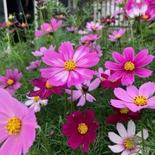 波斯菊花籽四季开花室内花卉易活室外种孑花种子苗阳台盆栽