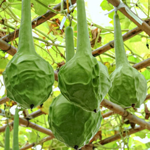 鹤首葫芦种子观赏文玩葫芦籽种苗秧阳台盆栽易种花卉种孑遮阴爬藤