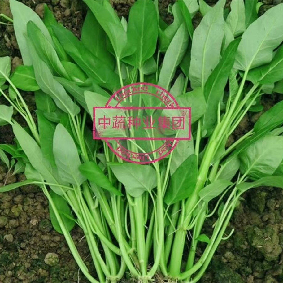 泰国竹叶柳叶空心菜种子白梗三叉通空心菜种籽农家阳台蔬菜种孑苗,鲜花速递/花卉仿真/绿植园艺,家庭园艺种子,淘宝优惠券,粉丝福利购,淘宝优惠卷