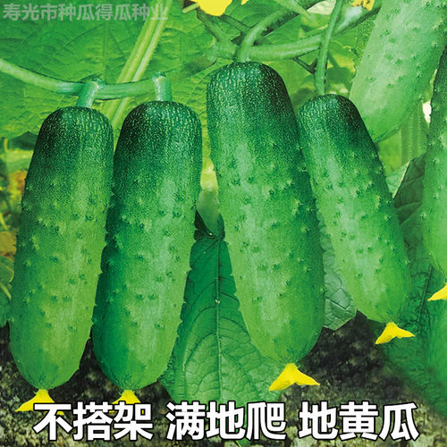 满地爬水果黄瓜种孑旱黄瓜籽子