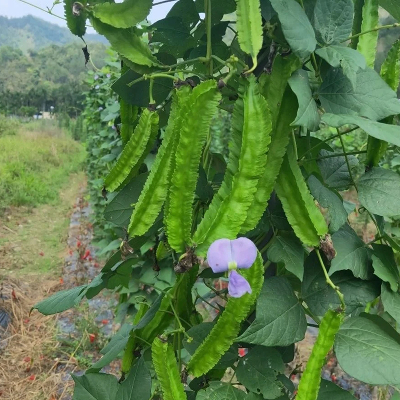 香嫩四棱豆种子春秋四季