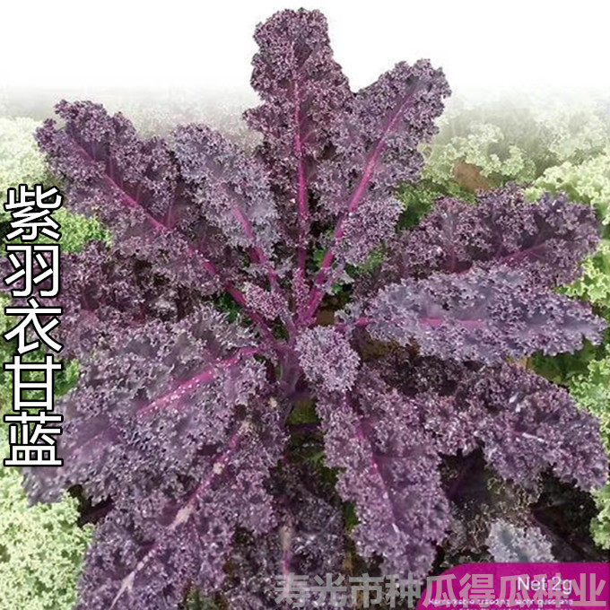 紫色羽衣甘蓝种子蔬菜种孑雨衣食用甘蓝种籽菜籽卷叶甘兰种籽苗,鲜花速递/花卉仿真/绿植园艺,家庭园艺种子,淘宝优惠券,粉丝福利购,淘宝优惠卷