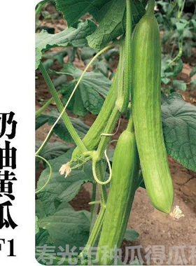 蔬菜奶油黄瓜种子