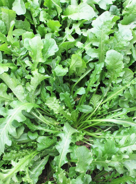 野生大叶荠菜种籽荠菜种子阳台地菜四季盆栽蔬菜孑苗大全野菜种子