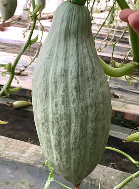 蔬菜贵族糯香甜栗牛腿南瓜种子