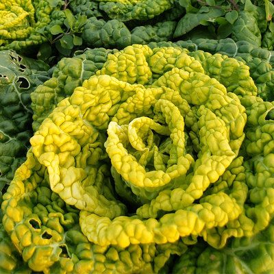 蔬菜满地黄心卷芯阳台盆栽乌塌菜