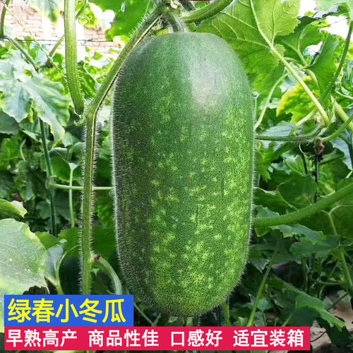 苗冬瓜销量排行榜 苗冬瓜品牌热度排名 小麦优选