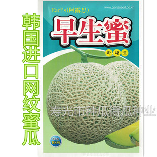 香蜜西瓜籽水果春季 蔬菜种籽孑 坐果糖度高 韩国进口网纹甜瓜种子