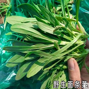 易种野生面条菜种子野菜种籽叶菜春秋四季 蔬菜荠菜阳台盆栽种苗