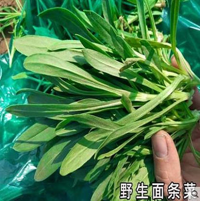 易种面条菜野菜种籽阳台盆栽种苗