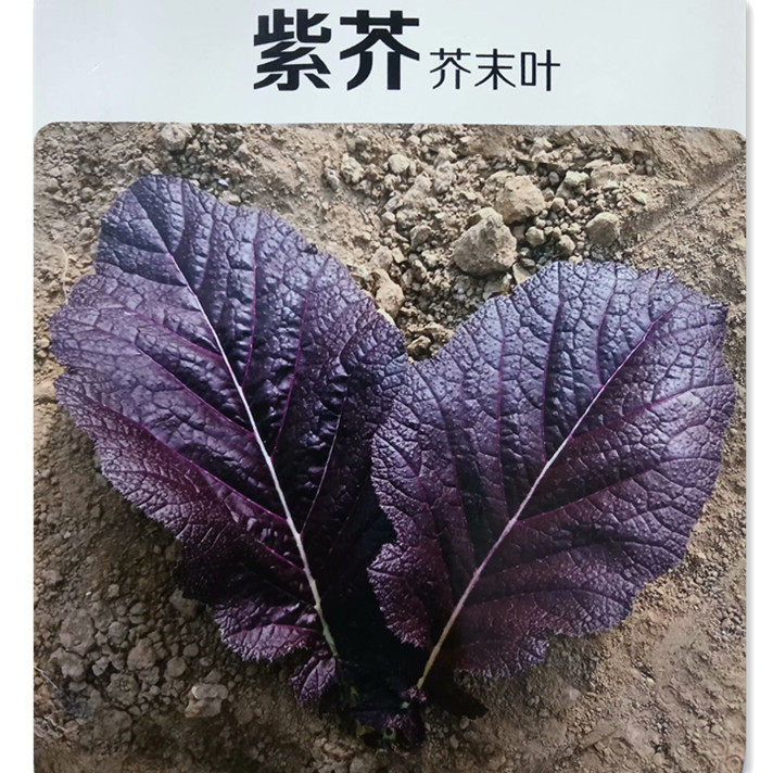 紫芥末叶种子芥末种籽观赏食用四季阳台盆栽蔬菜种孑苗秧