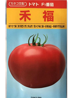 日本进口口感型大粉番茄种子