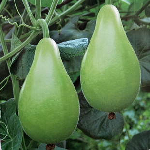 甜瓠子蒲瓜种子瓠瓜蔬菜高产春秋四季农家青菜种籽苗秧大全