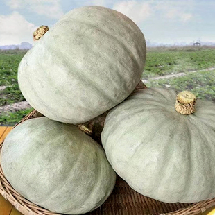 银栗南瓜种子香甜粉糯白皮板栗南瓜种籽阳台春秋四季蔬菜种孑苗秧