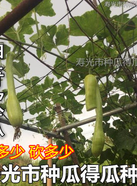 春季阳台盆栽爬藤高产蔬菜种子