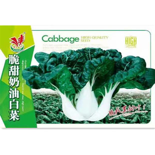 脆甜奶油白菜种子青菜黑油菜生菜蔬菜四季 田园农家菜籽 播秋冬夏季