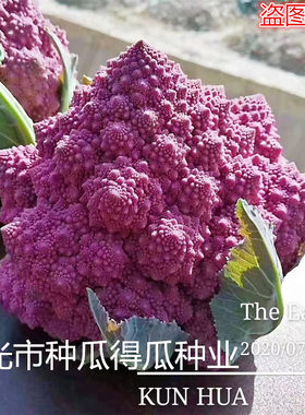 紫色宝塔花椰菜西兰花种子