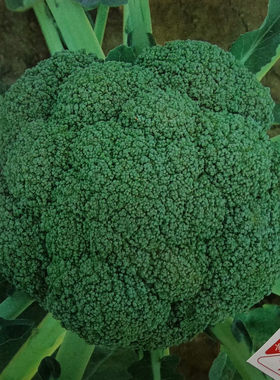 进口西兰花种子花球蔬菜种孑