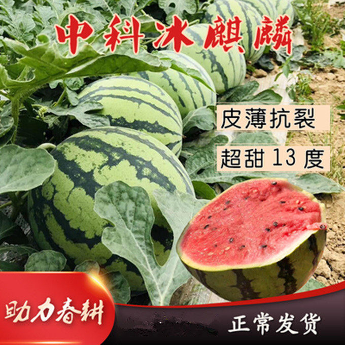 中科冰糖麒麟西瓜种子8424懒汉甜王红玉西瓜种籽春四季蔬菜种孑苗,鲜花速递/花卉仿真/绿植园艺,家庭园艺种子,淘宝优惠券,粉丝福利购,淘宝优惠卷