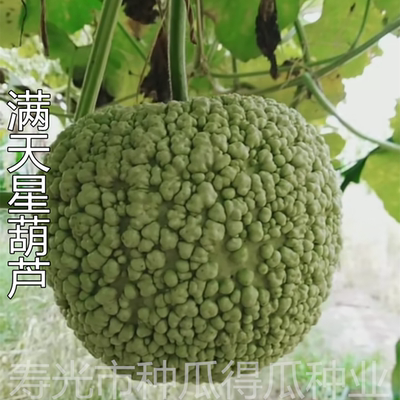 满天星疙瘩巨型种子葫芦籽