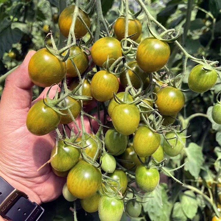 高糖口感型青口蜜樱桃番茄种子春秋四季阳台盆栽蔬菜种孑西红柿苗