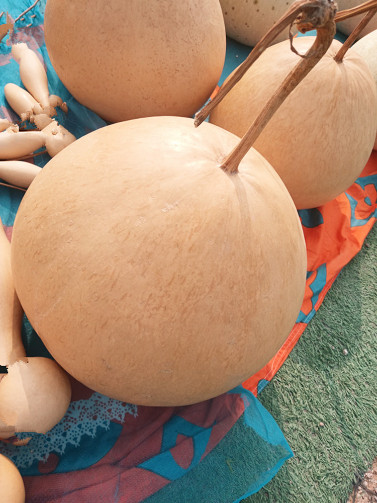 瓢葫芦种子观赏文玩葫芦籽