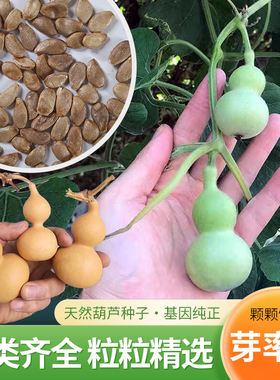 特小文玩观赏葫芦种子特大亚腰大酒葫芦籽种苗秧春夏季阳台盆栽孑