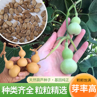 特小文玩觀賞葫蘆種子特大亞腰大酒葫蘆籽種苗秧春夏季 陽臺盆栽孑