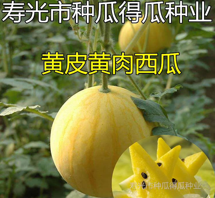 黄皮黄壤西瓜种子 黄肉薄皮圆形礼品西瓜 高产早熟 水果种子