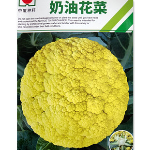 奶油花菜种子特色松花菜种籽西兰花种孑春蔬菜种孑苗秧花椰菜盆栽