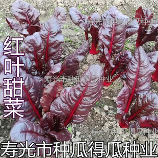 红叶用甜菜种子 春季秋季阳台盆栽大田盆栽易种蔬菜种子特色种子