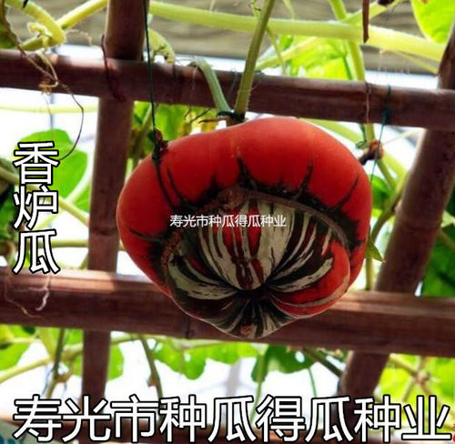 南瓜盆栽阳台庭院爬藤蔬菜种子