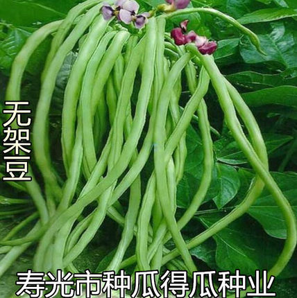 美国无架豆角种子特长豇豆地豆九粒白芸豆种籽春四季蔬菜阳台盆栽