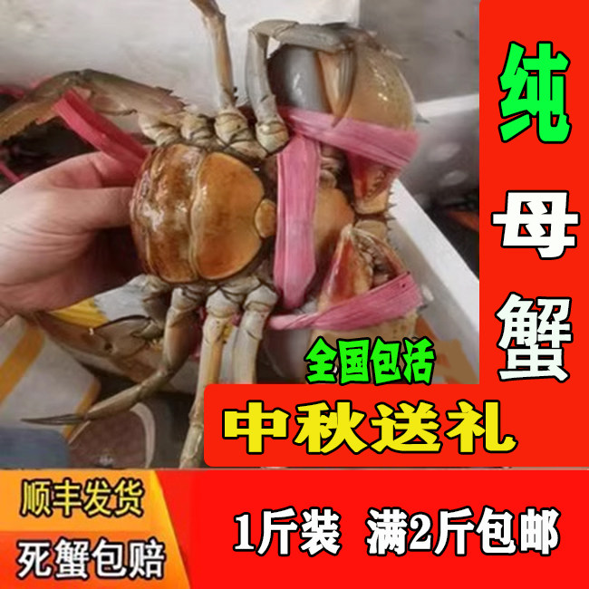 （鲜活纯母蟹）野生海蟹母蟹鲜活活蟹螃蟹肉蟹青蟹（1斤超值装）