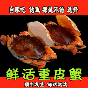 (野生重皮蟹)鲜活大青蟹海蟹鲜送礼双壳蟹软壳蟹(顺丰发货)