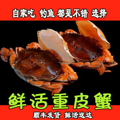 软壳蟹重皮蟹鲜活大青蟹钓鱼蟹