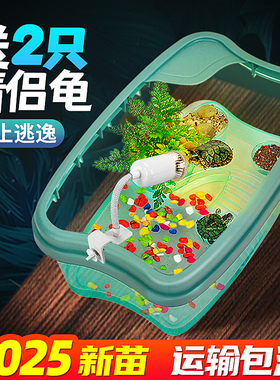 小乌龟活物宠物观赏家养中华草龟珍珠巴西花龟小型好幼龟苗耐活体