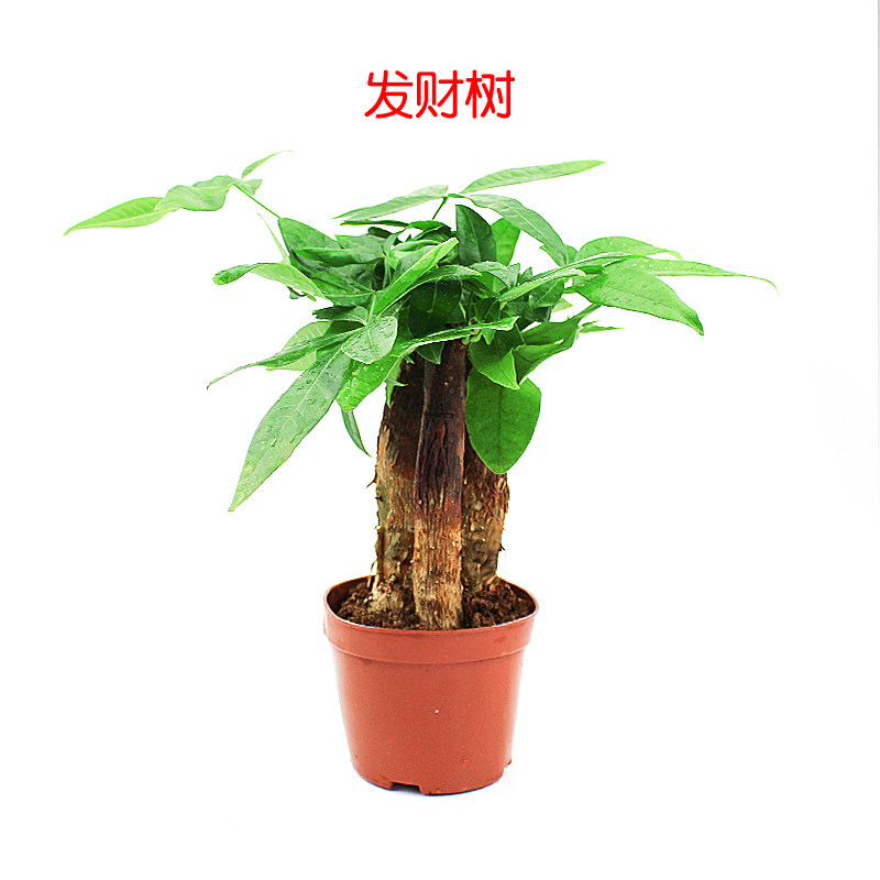 乌龟缸真绿植黄缘龟缸装饰造景套餐植物发财树椰子生态懒人鸭掌木图片